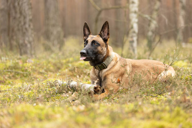 istock Belgian Shepherd Malinois dog lying on forest moss 2085908381
