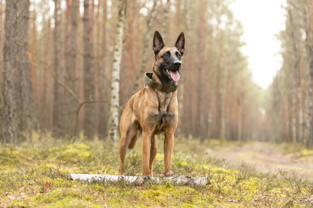 istock Belgian Shepherd Malinois dog standing in forest 2085909408