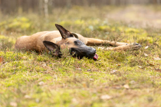 Belgian Shepherd Malinois dog lying on forest moss. This file is cleaned and retouched.