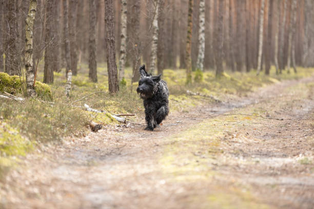 Black Giant Schnauzer dog running in forest. This file is cleaned and retouched.