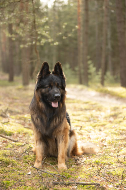 German Shepherd dog sitting in sunny forest. This file is cleaned and retouched.