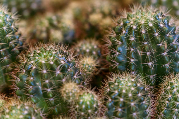 istock Closeup of cactus cluster 2085914111
