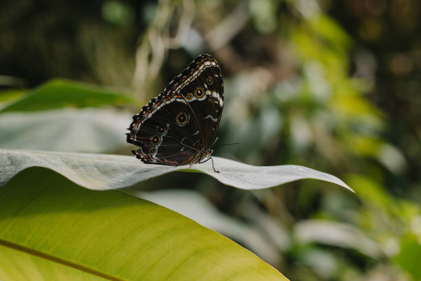 A butterfly with orange and black rests in green leaves.