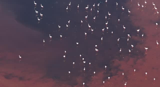 Aerial view of a salt lake and flamingos, Marsala, Sicily.