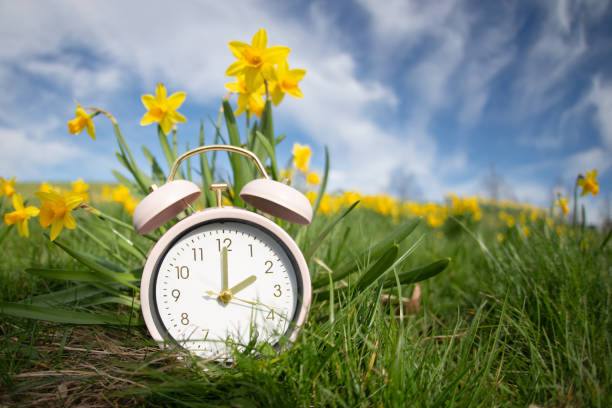despertador con flores de narcisos, cambio al horario de verano en primavera, cambio de horario de verano - daylight savings fotografías e imágenes de stock