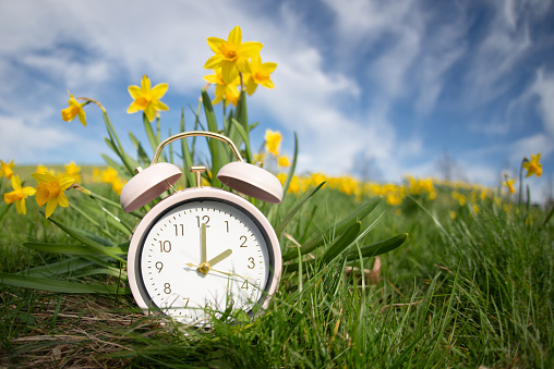 Alarm clock with daffodils flowers, switch to daylight saving time in spring, summer time changeover
