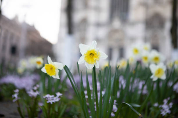 The western facade of St Michael and St Gudula Cathedral, Brussels in springtime