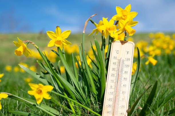 thermomètre avec fleurs de jonquilles, ciel bleu et soleil, mesure de la température, prévisions météorologiques, journée ensoleillée au printemps - spring daffodil flower sky photos et images de collection