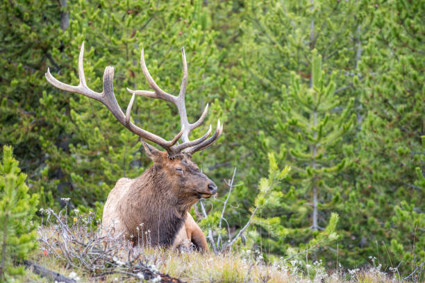 Elk Bull in Yellowstone National Park during autumn in Wyoming, USA
