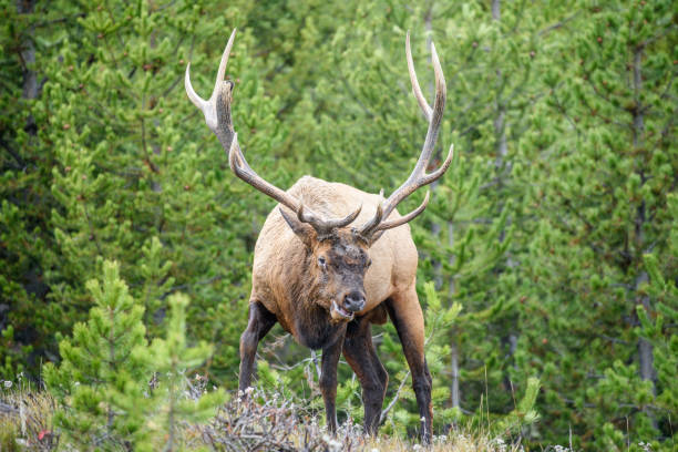 istock Elk Bull in Yellowstone National Park 2085917309