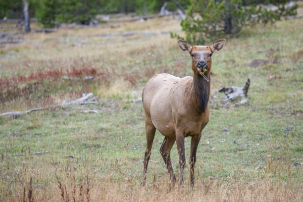 Bull Moose, a young animal eating green grass during a rain on the roadside, USA