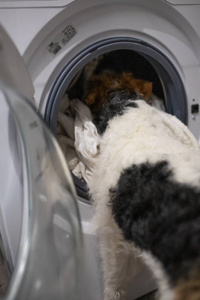 istock Dog and washing machine 2085918853