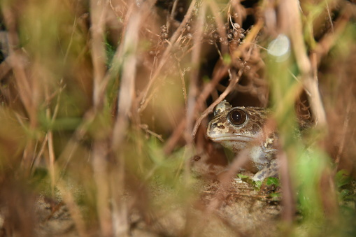 A European spadefoot toad (Pelobates cultripes) seamlessly blends into dune vegetation. Un pélobate cultripède (Pelobates cultripes) se fond discrètement dans la végétation d'une dune.