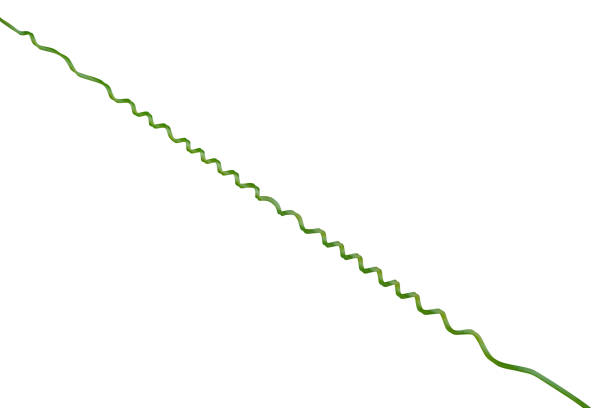 istock Twisted liana, Vine spring fresh green isolated on white background, clipping path 2085921521