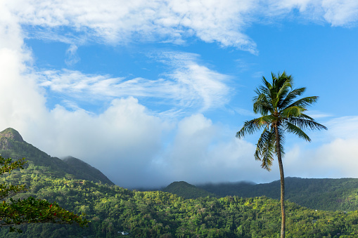 Landscape photo with palm tree is under cloudy sky on a summer day. Mahe island, Seychelles