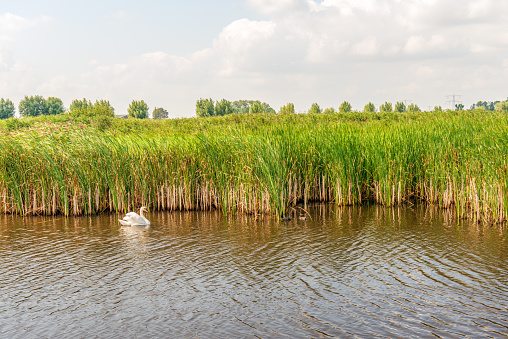 Proud white swan glides majestically over the water of a wide ditch with flowering reeds on the waterfront of a Dutch nature reserve. It is a partly cloudy day in summer.