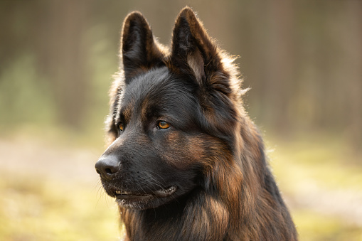 Saddened dog on a gray background. The dog is upset that the owner is gone. Waiting for the host. German Shepherd lying on the floor. Studio photo session