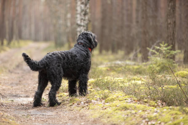 istock Black Giant Schnauzer dog standing on forest moss 2085934789