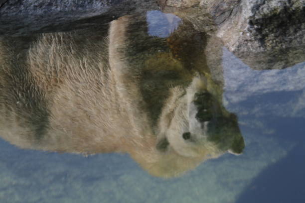 Mirror image of endangered animal
