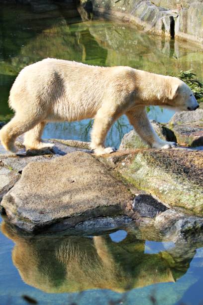 istock Polar bear close to water 2085935880