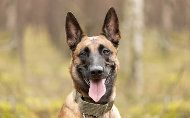 Belgian Shepherd Malinois dog portrait in forest. This file is cleaned and retouched.