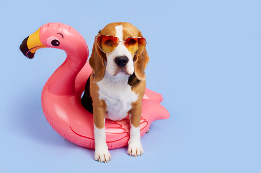 A beagle dog wearing sunglasses sits on an inflatable pink flamingo on a blue isolated background. The concept of summer holidays, relaxing by the sea or in the pool.