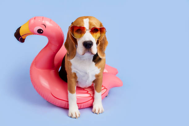 A beagle dog wearing sunglasses sits on an inflatable pink flamingo on a blue isolated background. A beagle dog wearing sunglasses sits on an inflatable pink flamingo on a blue isolated background. The concept of summer holidays, relaxing by the sea or in the pool. blue beagle stock pictures, royalty-free photos & images