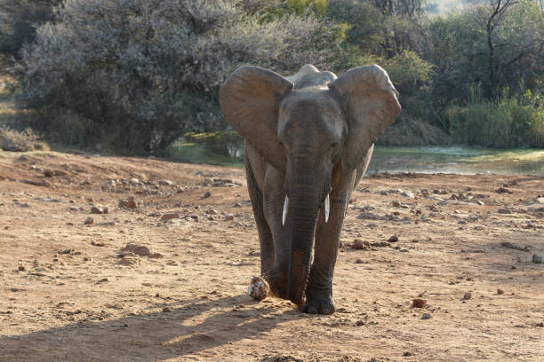 istock Lone  elephant walking towards the viewer - extended ears 2085955833