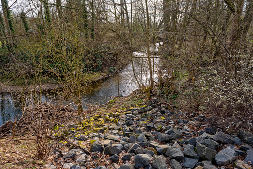 Impenetrable undergrowth and bushes on the slope to a riverbed with boulders in spring in an undeciduous deciduous forest