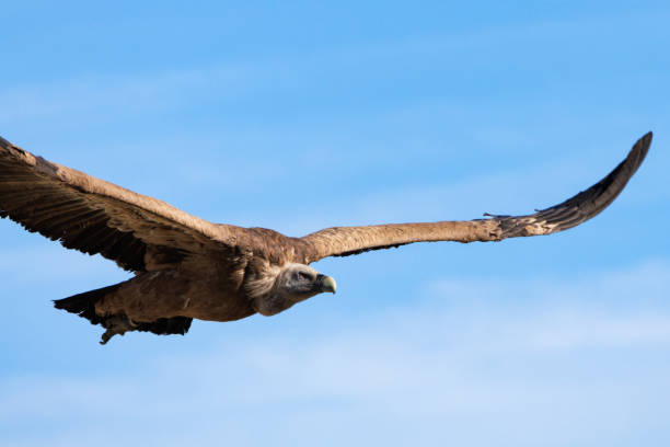 istock Griffon vulture, Gyps fulvus, flying with blue sky background in Alcoy 2085960614