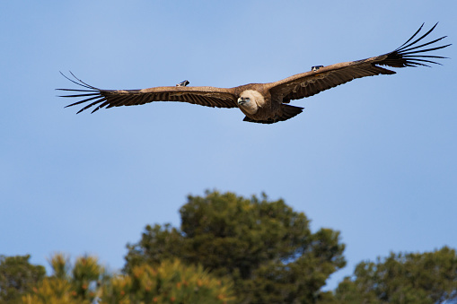 Griffon vulture, Gyps fulvus flying over pine treetops in Alcoy, Spain