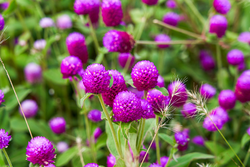 Close-up of blooming amaranth flowers in the garden