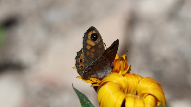 Lasiommata petropolitana butterfly feeding on nectar on orange daisy