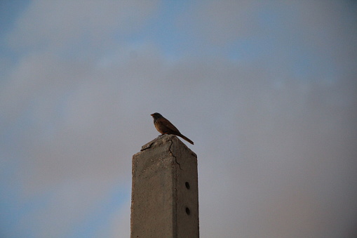 House Sparrows have lived around humans for centuries. Look for them on city streets, taking handouts in parks and zoos, or cheeping from a perch on your roof or trees in your yard. House Sparrows are absent from undisturbed forests and grasslands, but they’re common in countryside around farmsteads.