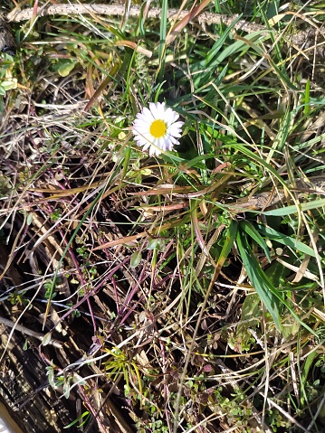 The first spring flower among the young green grass and dry grass, a small daisy. Photo.