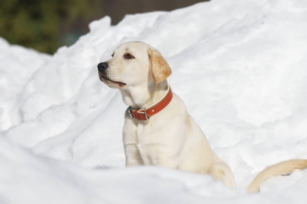 Happy labrador puppy having fun outdoors during foggy winter day