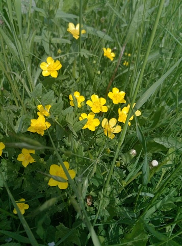Bush of yellow wildflowers in green grass, buttercups.