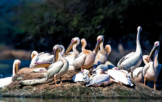 Flock of Rosy Pelicans (Pelecanus oncrotalus) at Bharatpur Bird Sanctuary, Rajasthan, \nindia.
