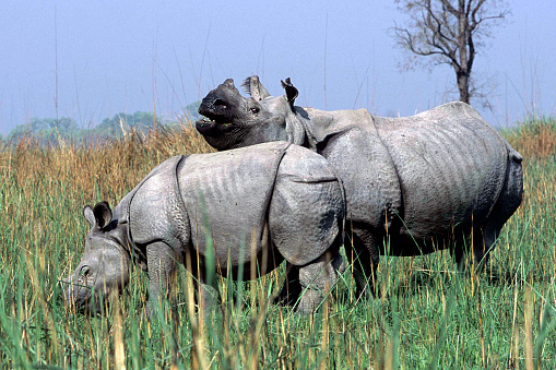 Two Wild Great one-horned rhinoceroses in a national park. India. Kaziranga National Park.