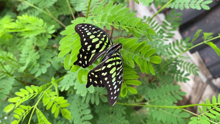 Graphium agamemnon butterfly sitting on a leaf.  Known as The green-spotted triangle butterfly or Tailed Jay Butterfly