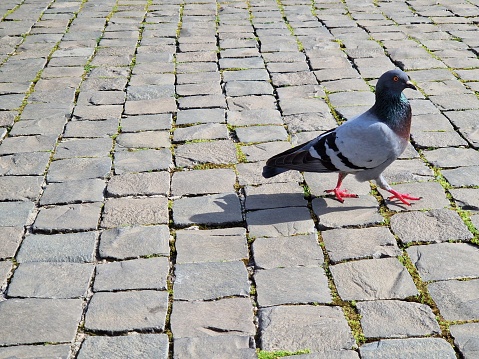 Pigeon on cobblestones