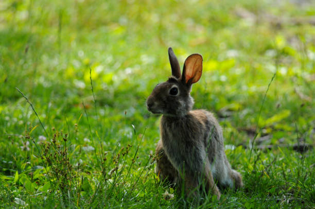 Baby cotton tail rabbit outdoors on rural property