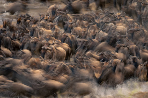 istock Slow pan of blue wildebeest during crossing 2086026535
