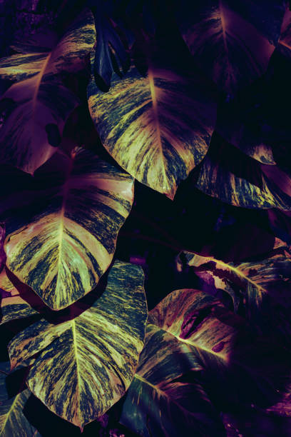 istock Monstera leaf dark pink jungle background 2086026546