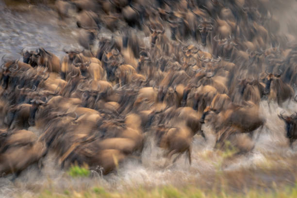 istock Slow pan of blue wildebeest in water 2086026547