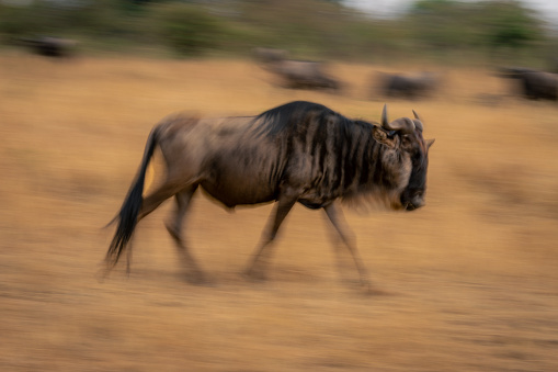 Slow pan of blue wildebeest traversing savannah