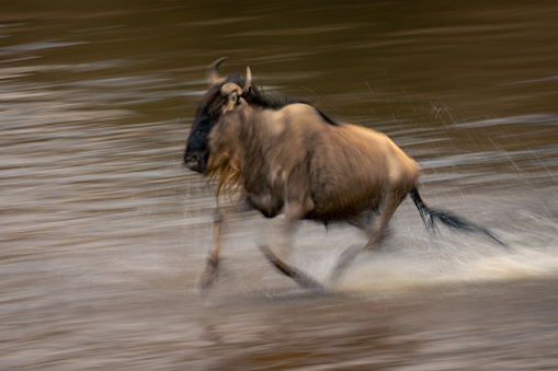 Slow pan of blue wildebeest traversing shallows