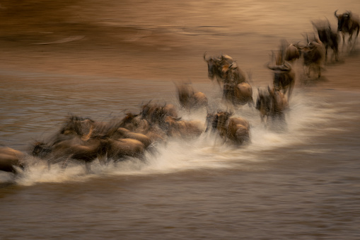 Slow pan of blue wildebeest traversing water