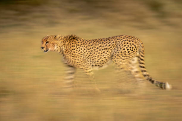 istock Slow pan of cheetah walking across plain 2086027074