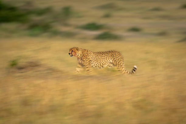 istock Slow pan of cheetah walking across savannah 2086027077